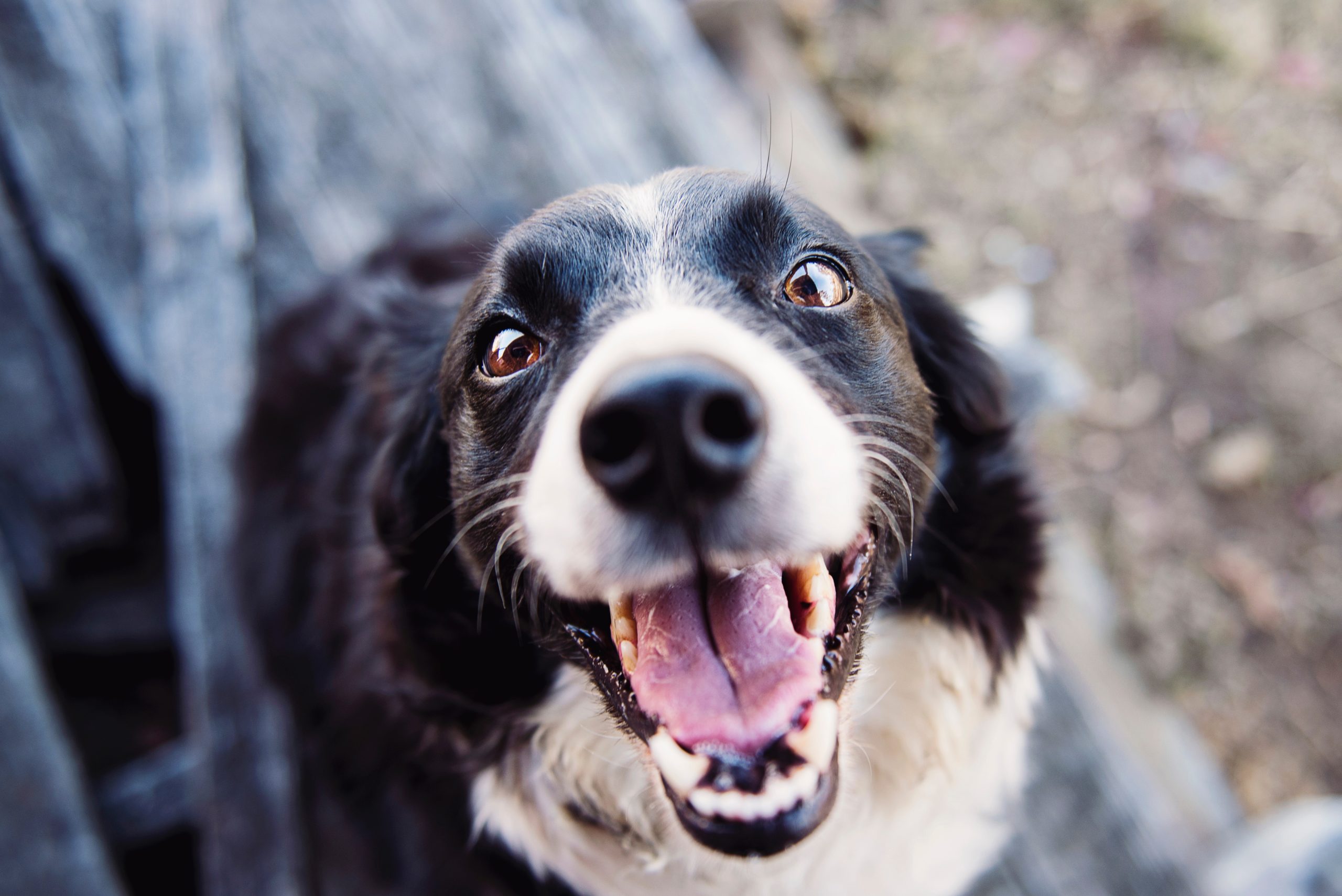 animal-blur-canine-close-up-551628